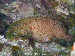 Graysby full after a meal by Ryan Marchese 